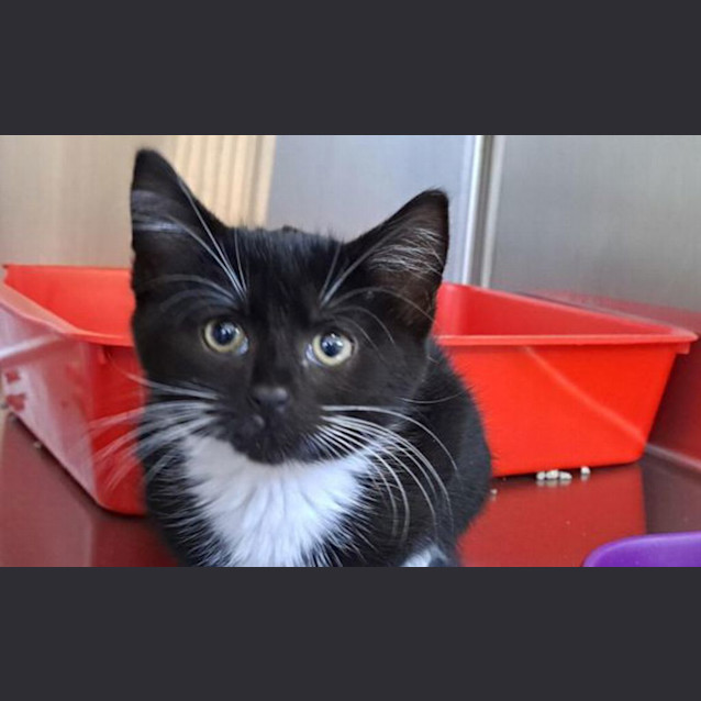 Photo of Phoenix