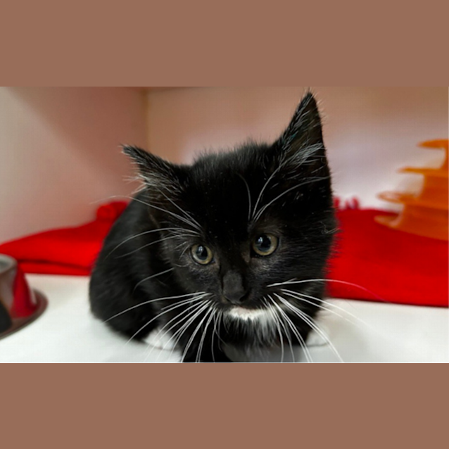 Photo of Sugar