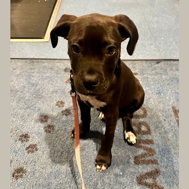 Photo of Roxy (6553)