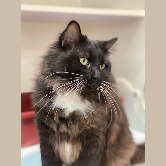 Photo of Loki (6742)