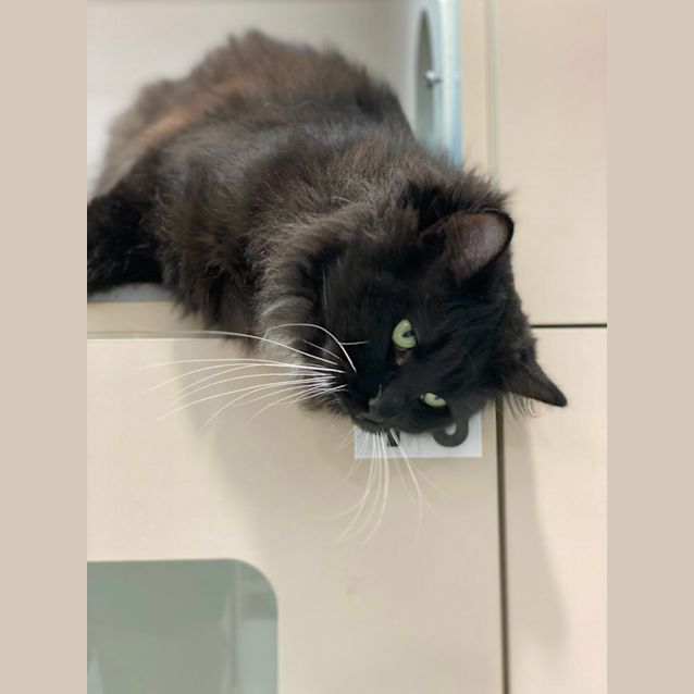 Photo of Loki (6742)