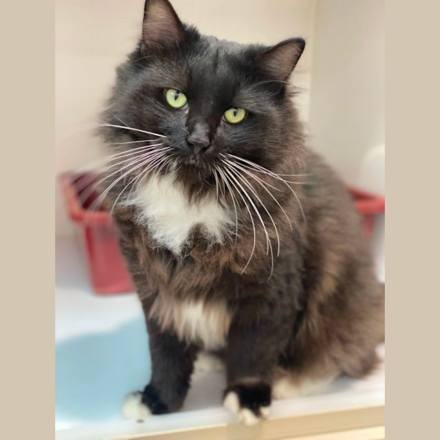 Photo of Loki (6742)