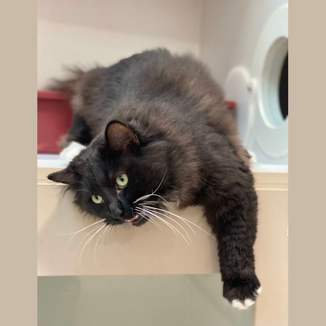 Photo of Loki (6742)