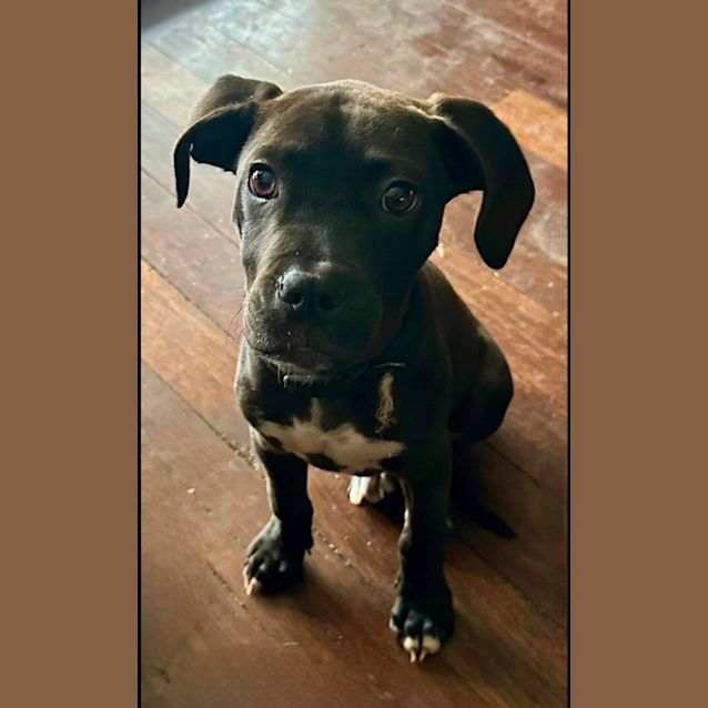 Photo of Roxy (6553)