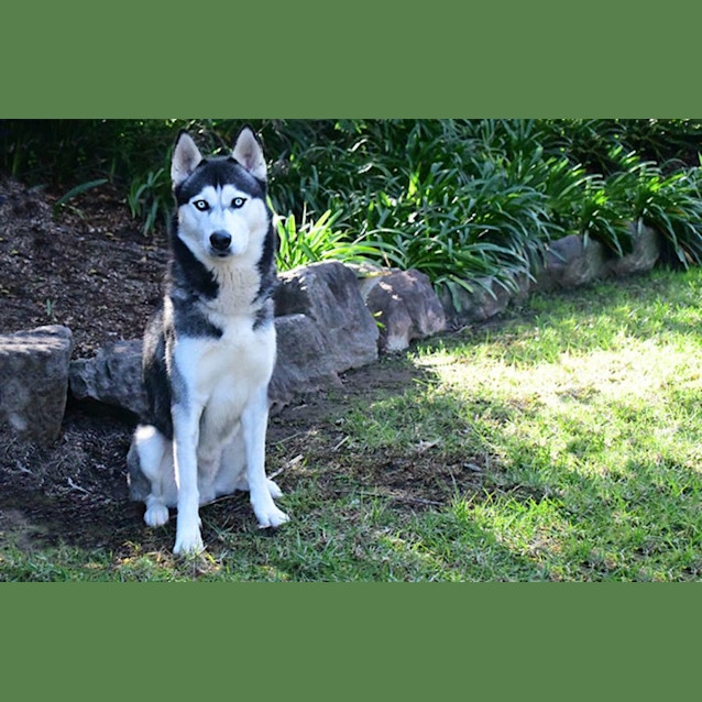 Photo of Bruno