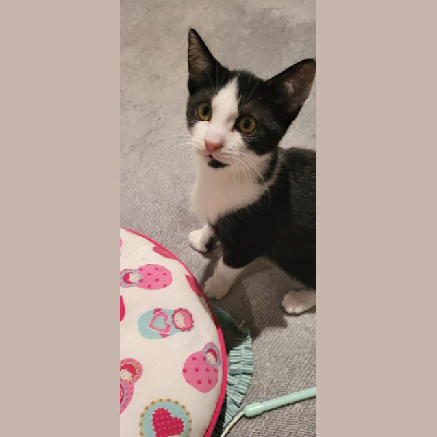 Photo of Daisy   In Store Pet Stock Geelong