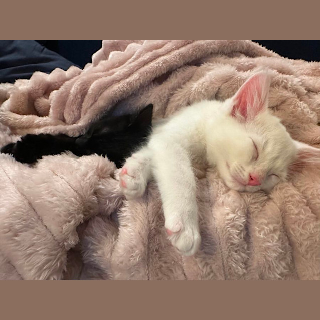 Photo of Spark And Sketch