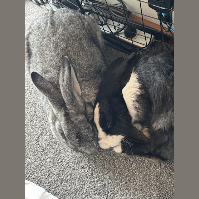 Photo of Eve & Jenkins