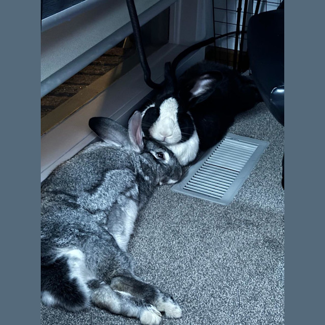 Photo of Eve & Jenkins