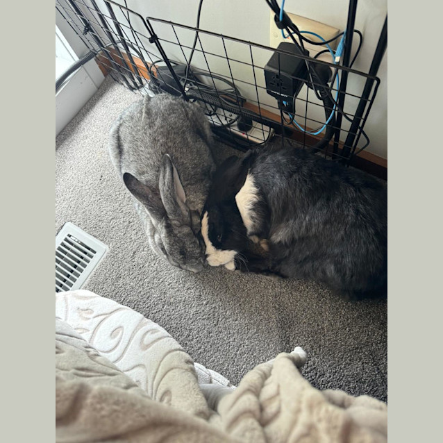 Photo of Eve & Jenkins