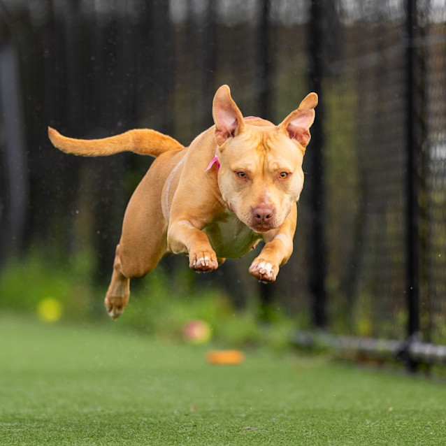 Photo of Roxy Imp 131