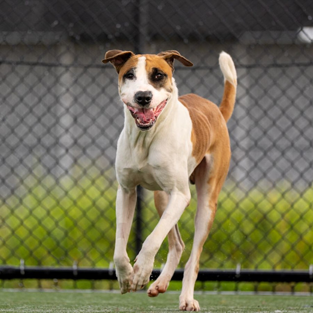 Photo of Boss Imp 309