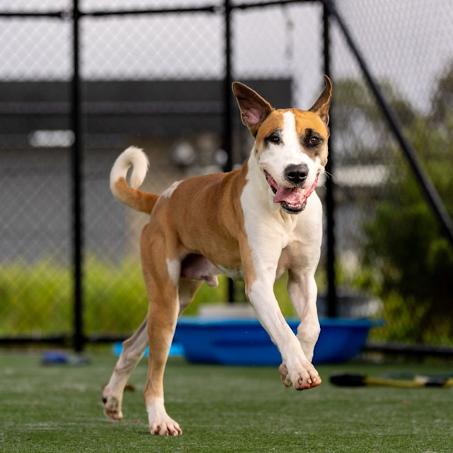 Photo of Boss Imp 309