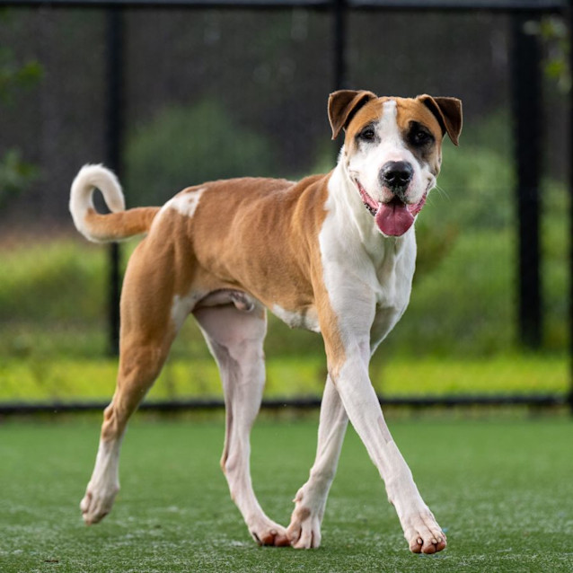 Photo of Boss Imp 309