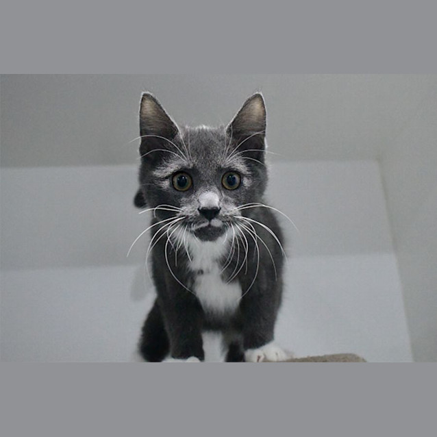 Photo of Ash