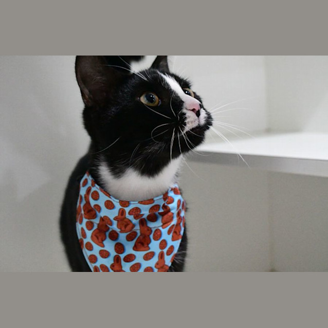 Photo of Capone