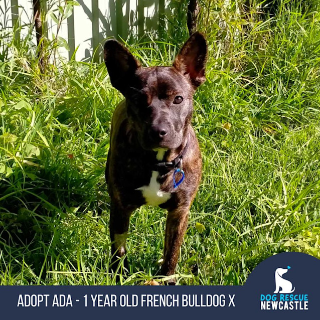 Photo of Ada   1 Year Old French Bulldog X (Trial)