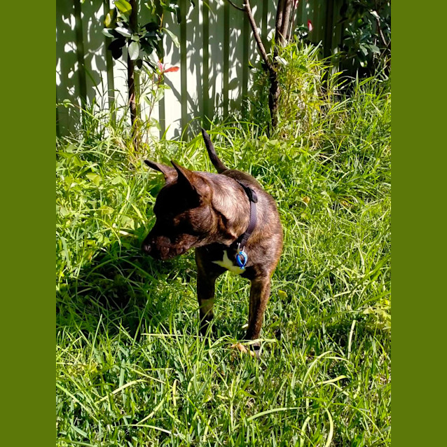 Photo of Ada   1 Year Old French Bulldog X (Trial)