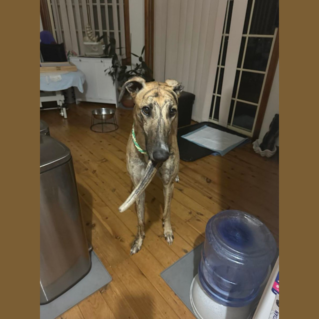Photo of Diesel Greyhound 