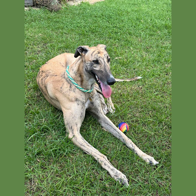 Photo of Diesel Greyhound 