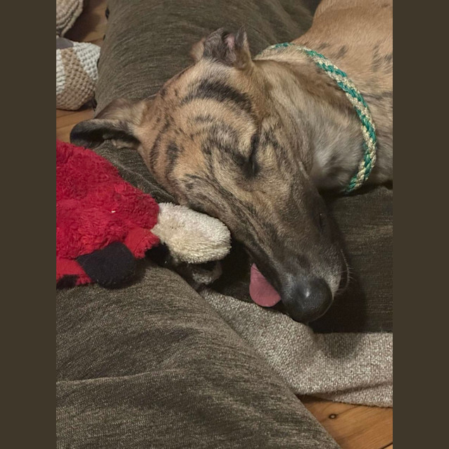 Photo of Diesel Greyhound 