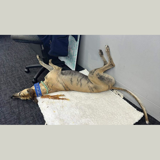 Photo of Diesel Greyhound 