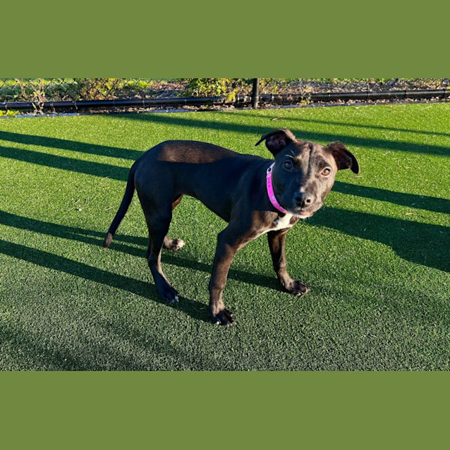 Photo of Bindi Imp 1088