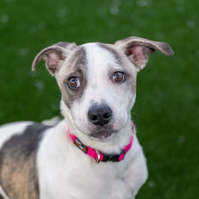 Photo of Francis Imp 430