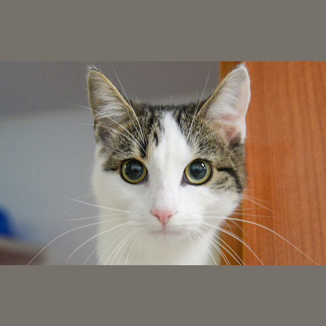 Photo of Stella
