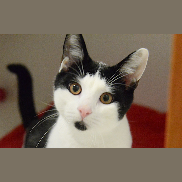 Photo of Charlie 