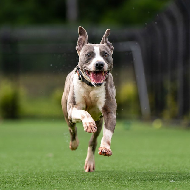 Photo of Empress Imp 664