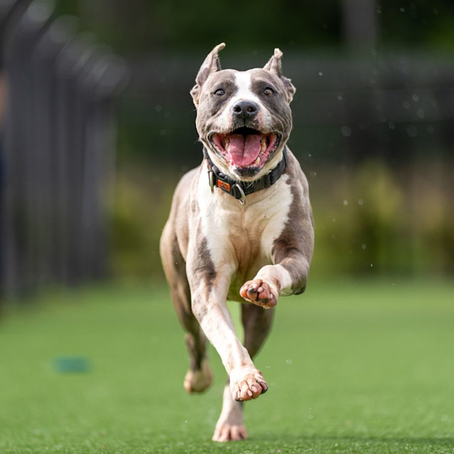 Photo of Empress Imp 664