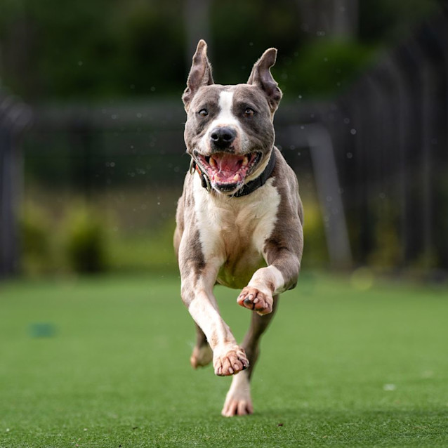 Photo of Empress Imp 664