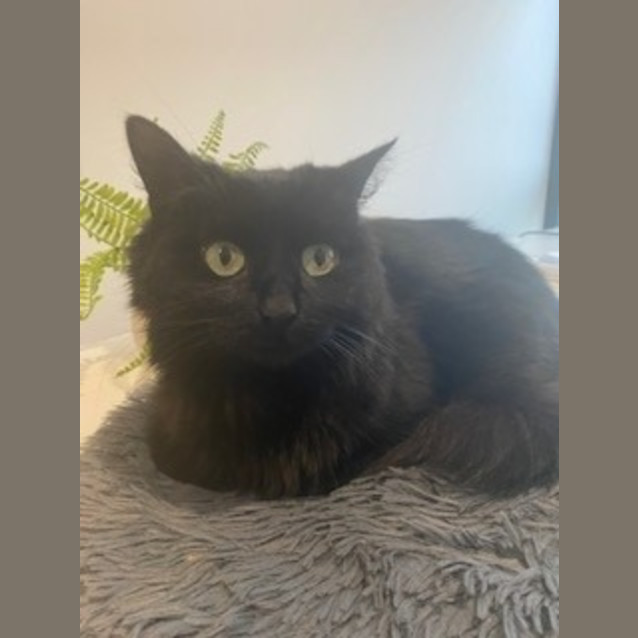 Photo of Lulu