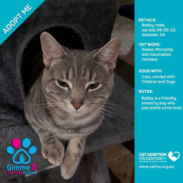 Photo of Bobby Only $39 Limited Time!