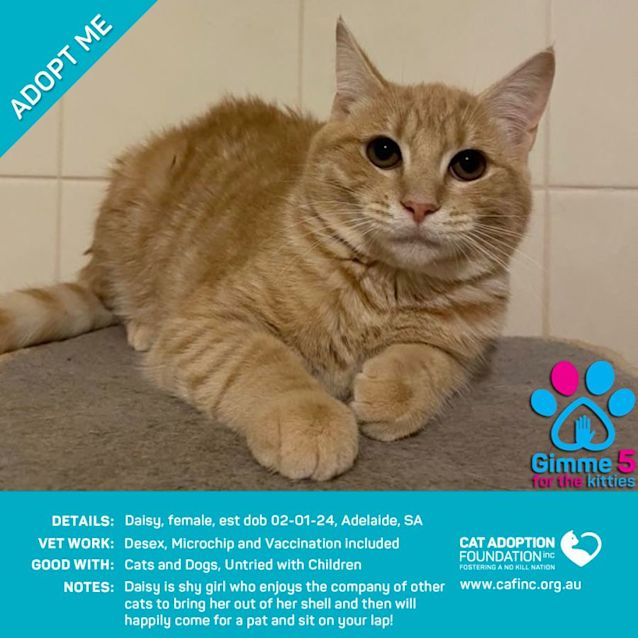 Photo of Daisy Just $50 Limited Time!