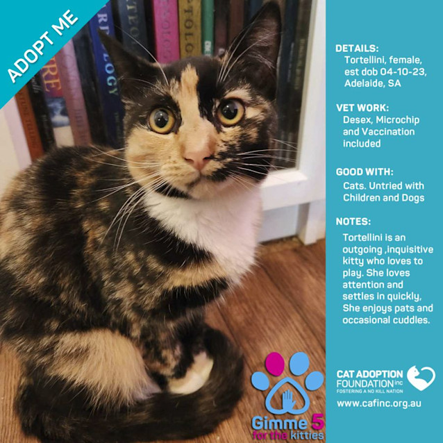 Photo of Tortellini Just $50 Limited Time!