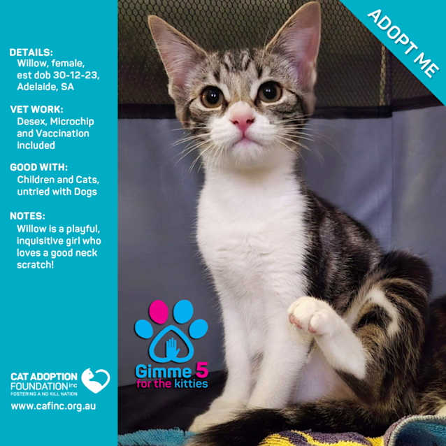 Photo of Willow Just $50 Limited Time!