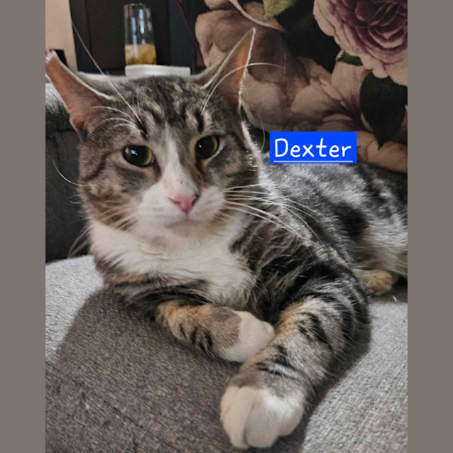 Photo of Dexter **2nd Chance Cat Rescue**