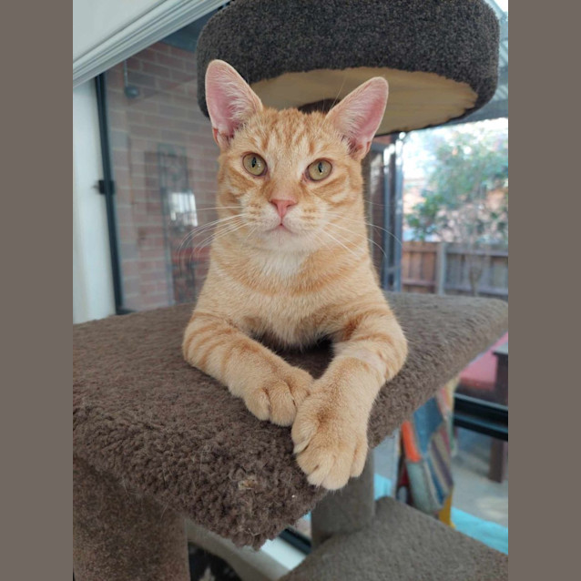 Photo of Mr Pickles 