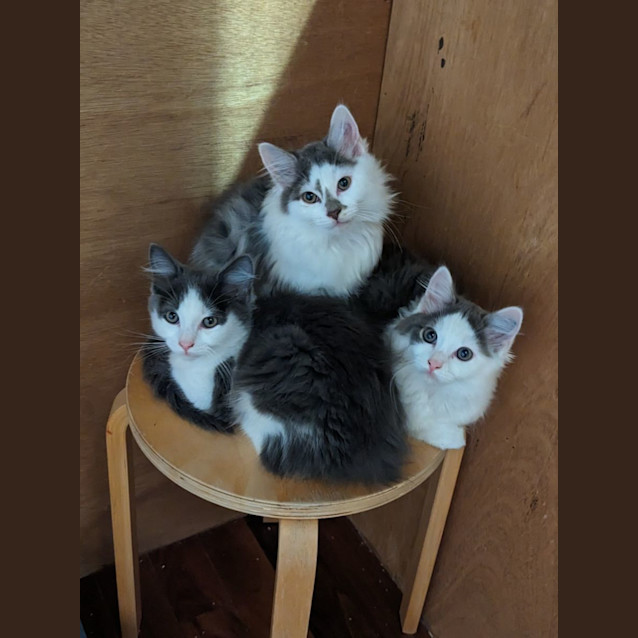 Photo of Oodles Of Floofs!