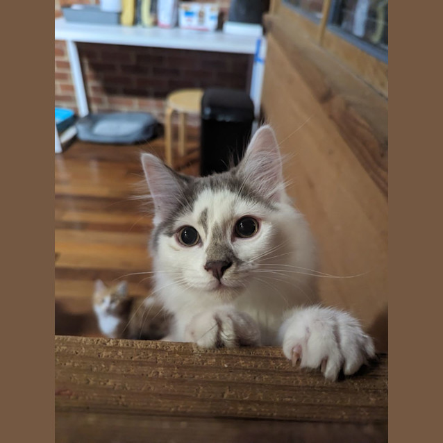Photo of Oodles Of Floofs!