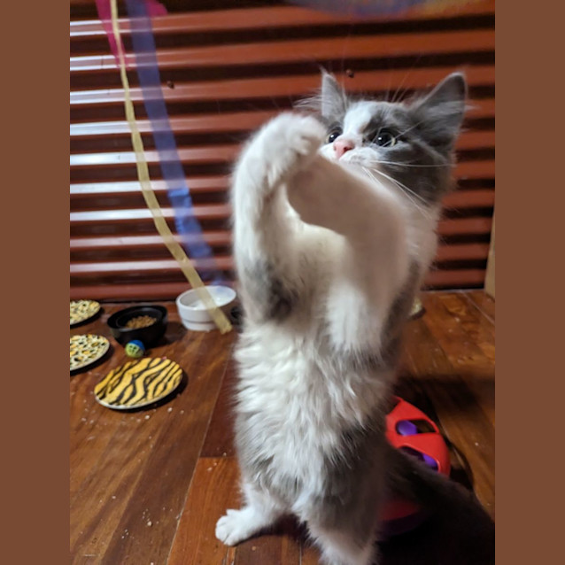Photo of Oodles Of Floofs!