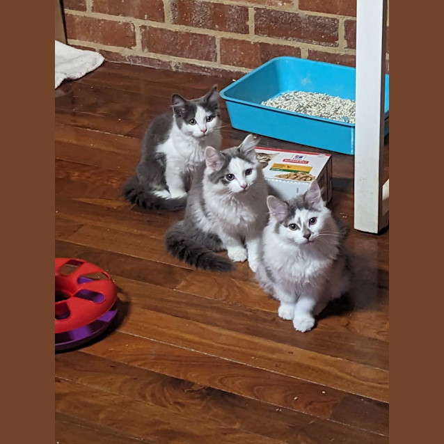 Photo of Oodles Of Floofs!