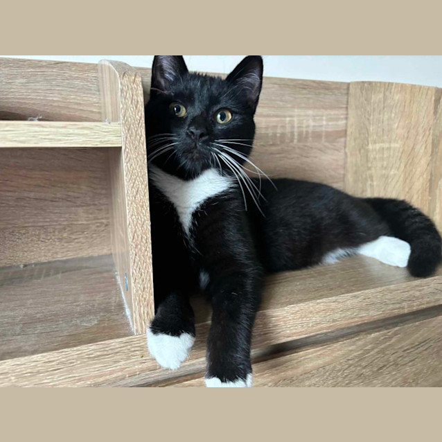 Photo of Charlotte   Located In Bundoora