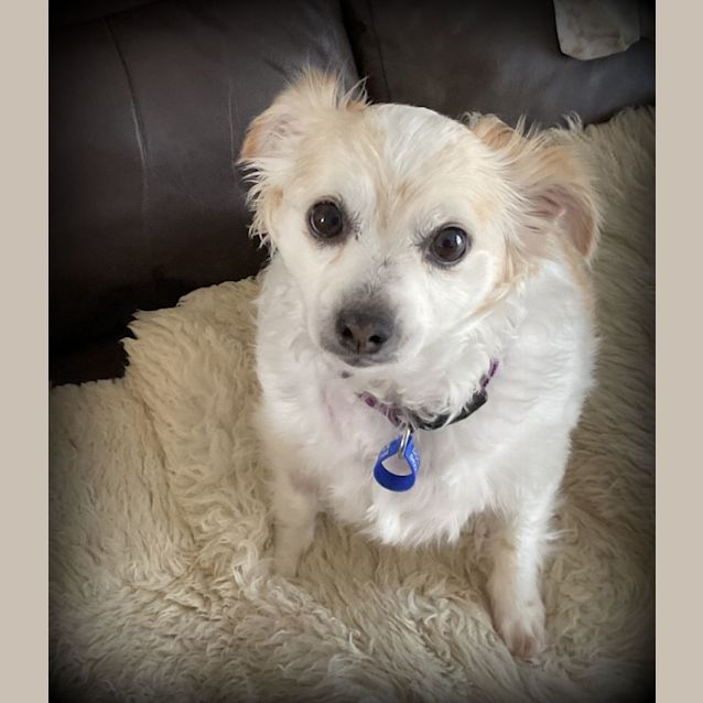 Photo of Candy 🍬5yo Jack Russell X Pom (On Trial 22/5/24)