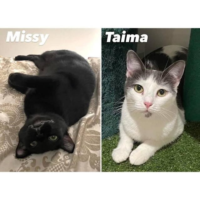 Photo of 9889/9776   Taima & Missy