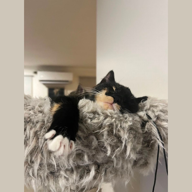 Photo of Georgie Girl