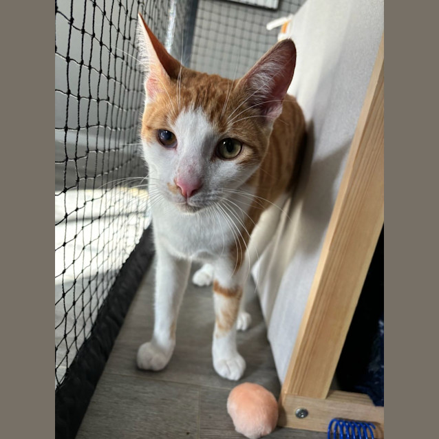 Photo of Zen **2nd Chance Cat Rescue**