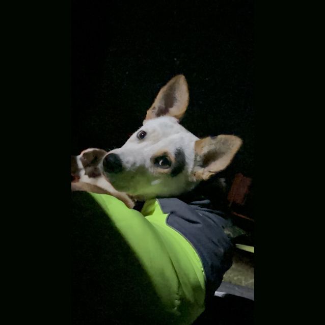 Photo of Alfie